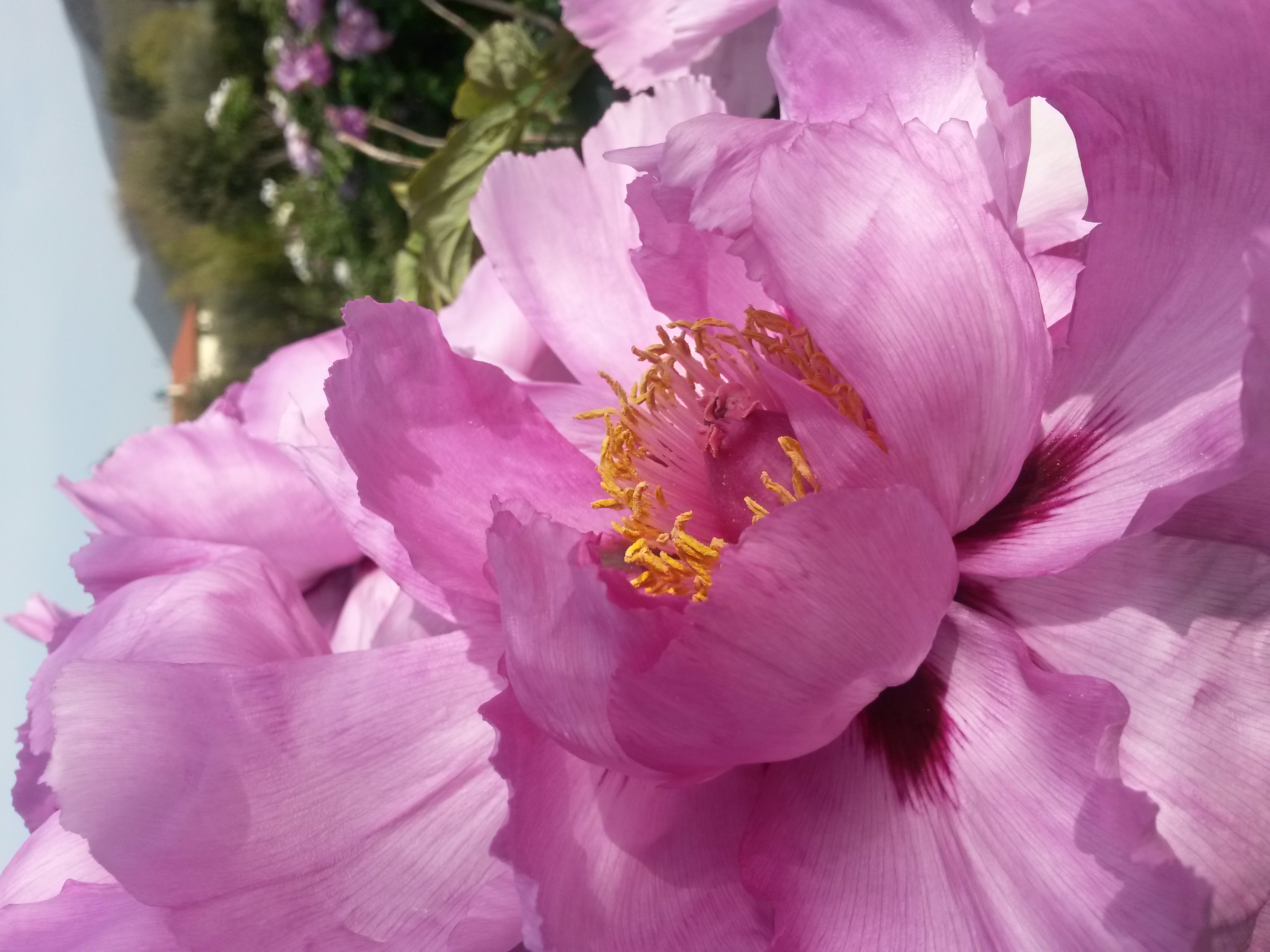 Il Giardino delle Peonie: il Centro Botanico Moutan