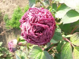 peonie centro botanico moutan