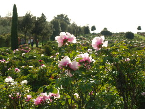 centro botanico moutan