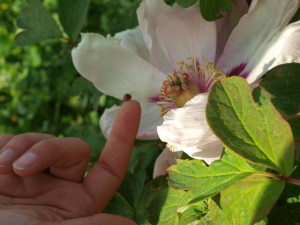 coccinella e peonia