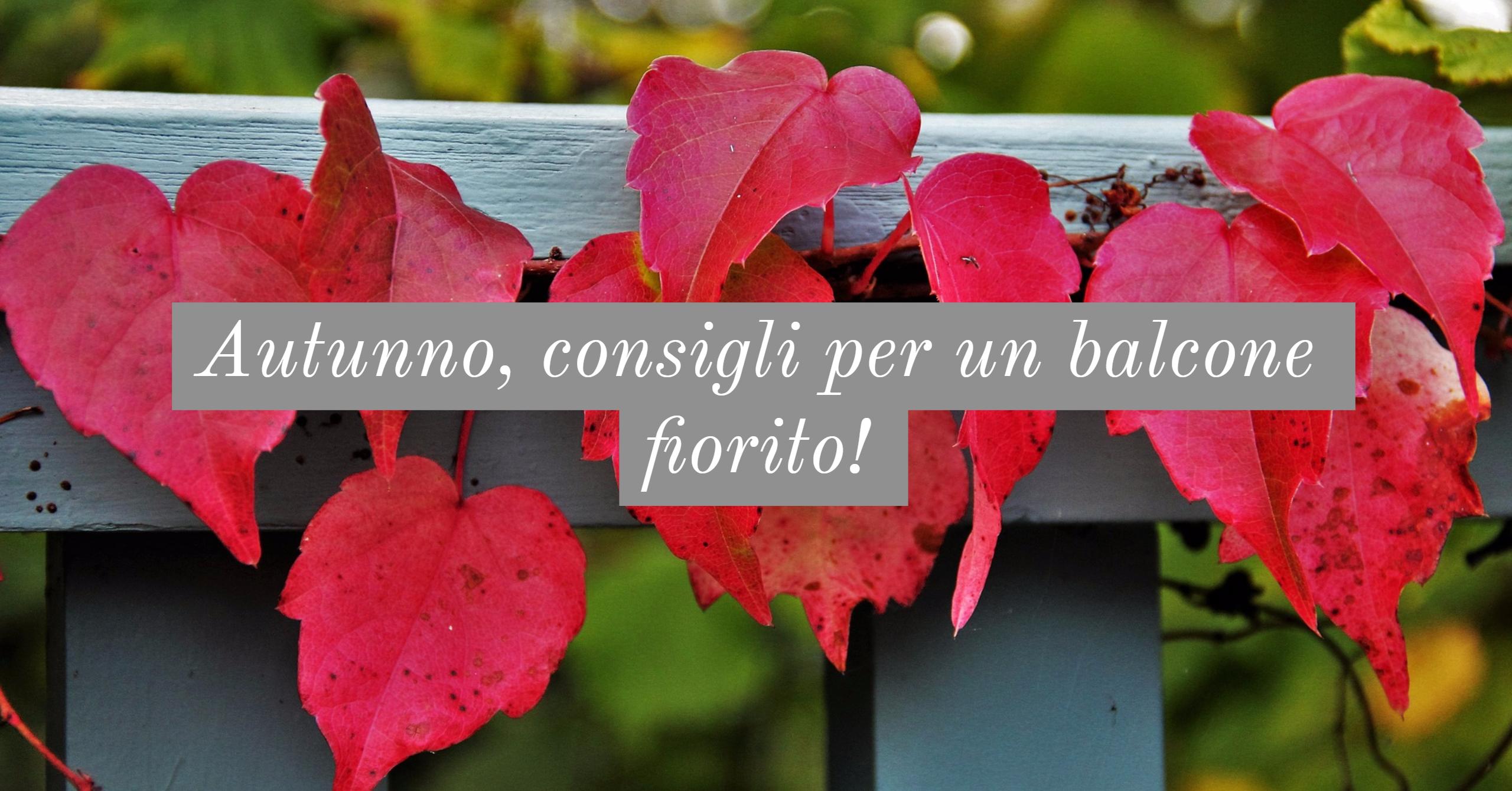 Autunno, consigli per un balcone fiorito!