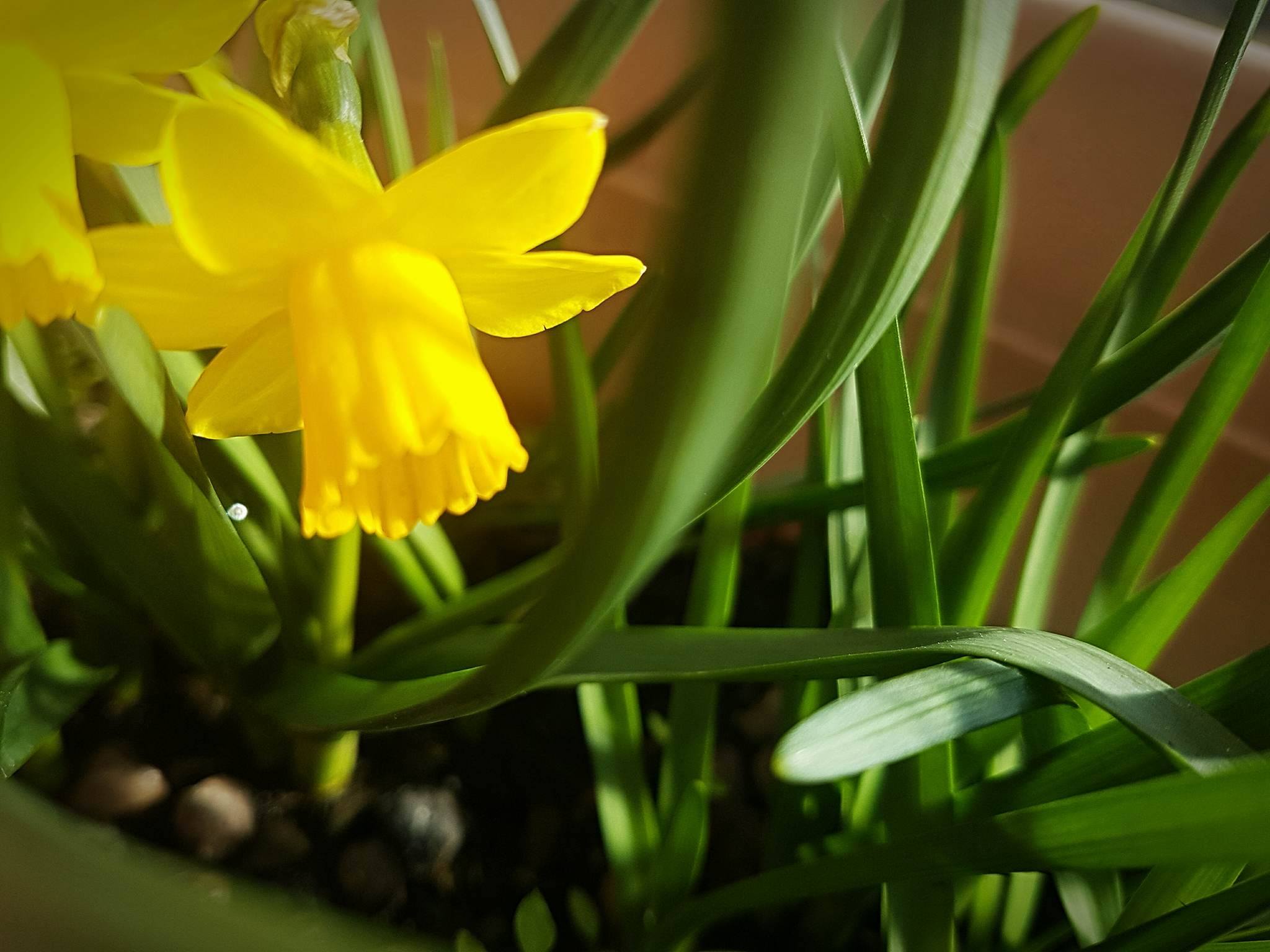 Bulbi Autunnali A Fioritura Primaverile Si Piantano In Autunno Consigli Giardinaggio