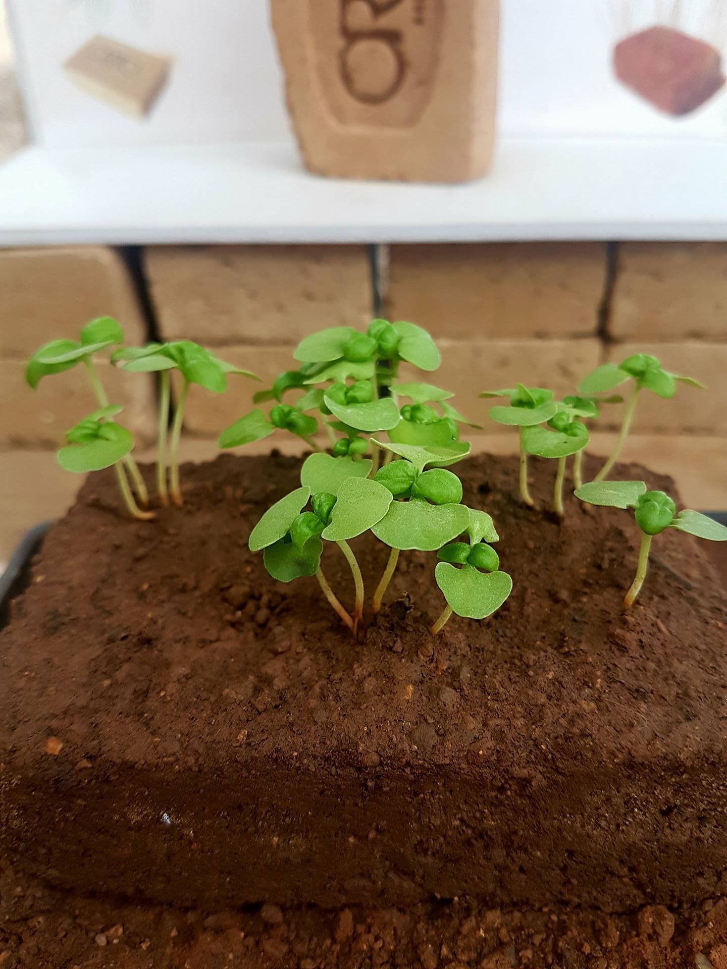 Idee Green : OrtoBrick