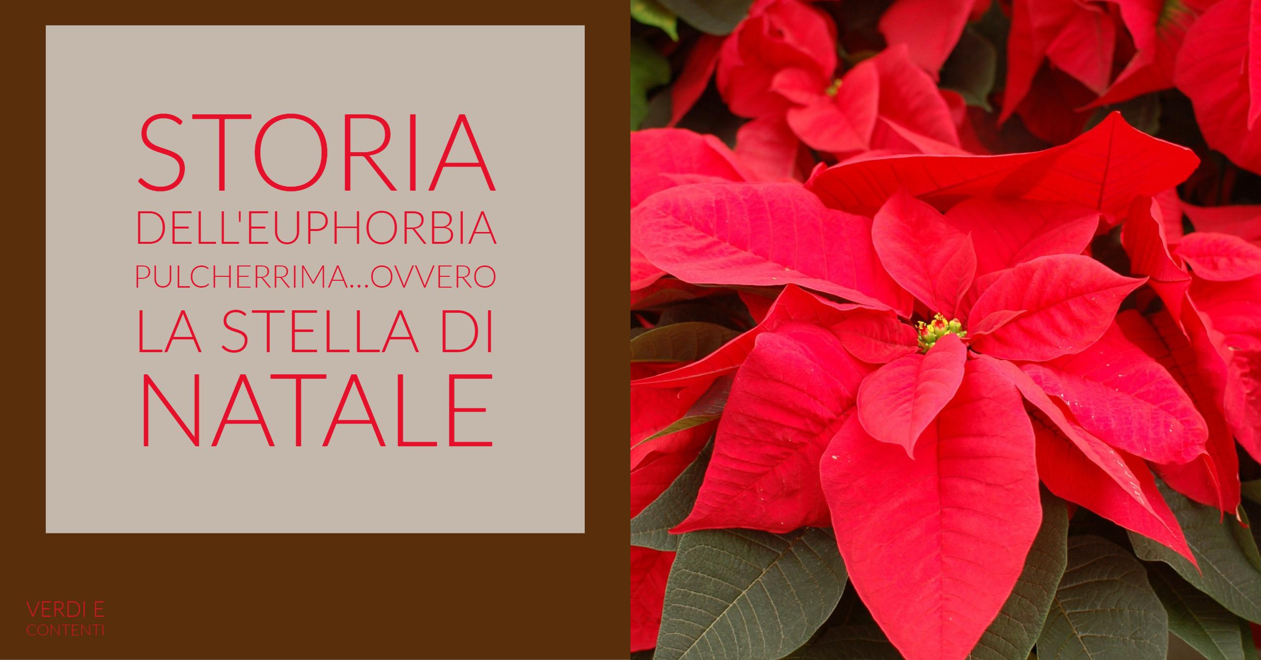 La storia dell’ Euphorbia Pulcherrima ovvero storia della stella di Natale.