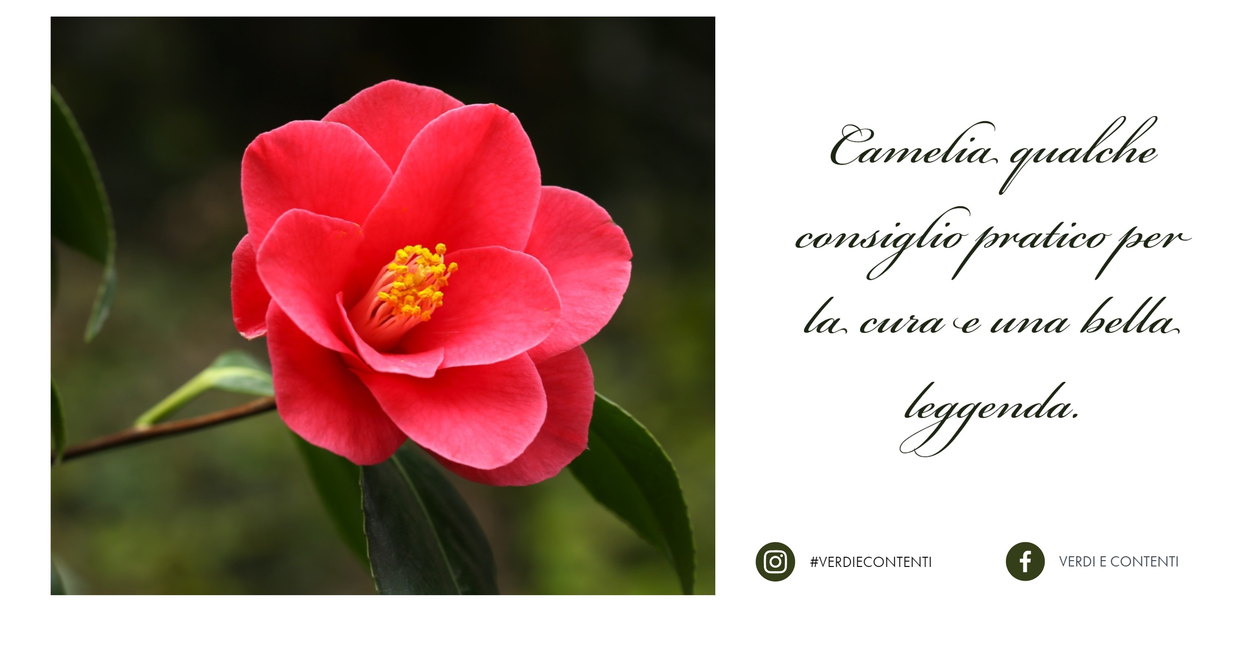 La camelia cure e consigli e la storia di perchè non profuma