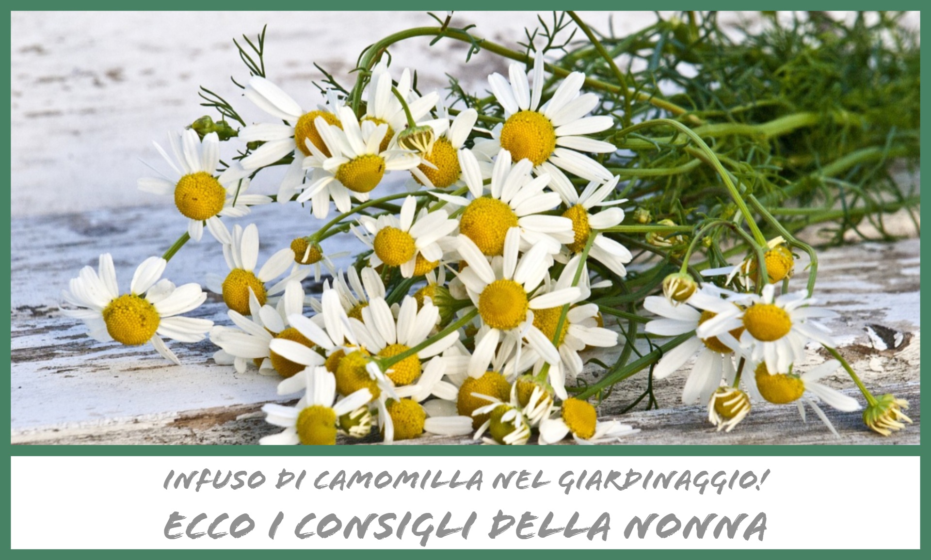 Consigli della nonna per il giardinaggio. L’utilizzo dell’infuso di camomilla.