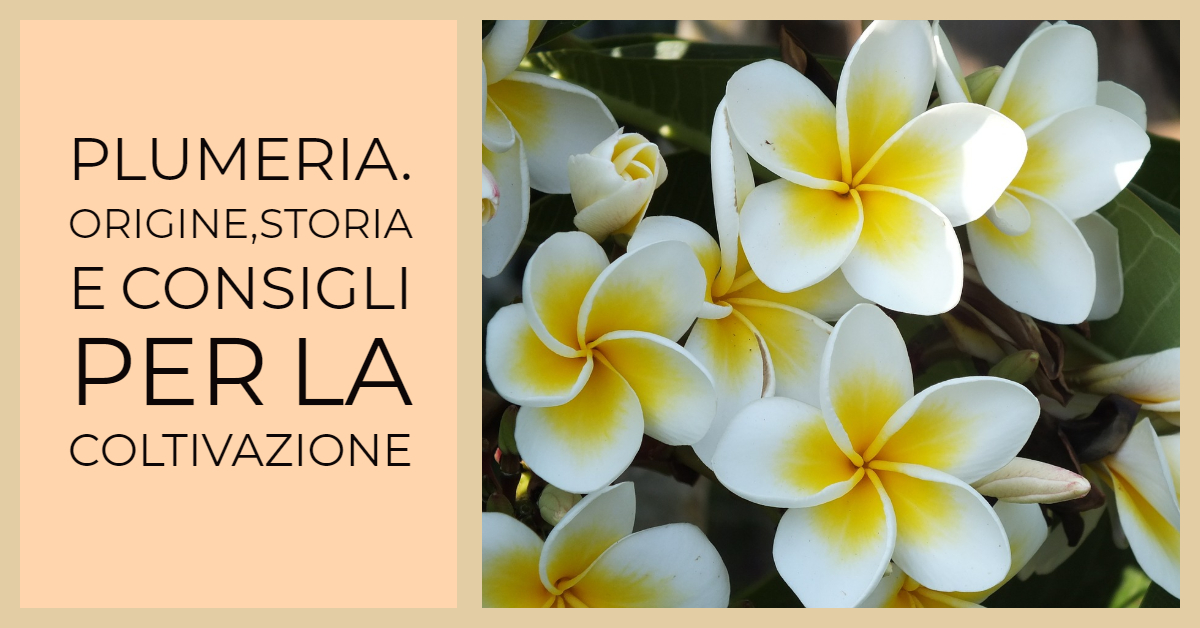 La Plumeria. Storia, origine e consigli per la coltivazione.