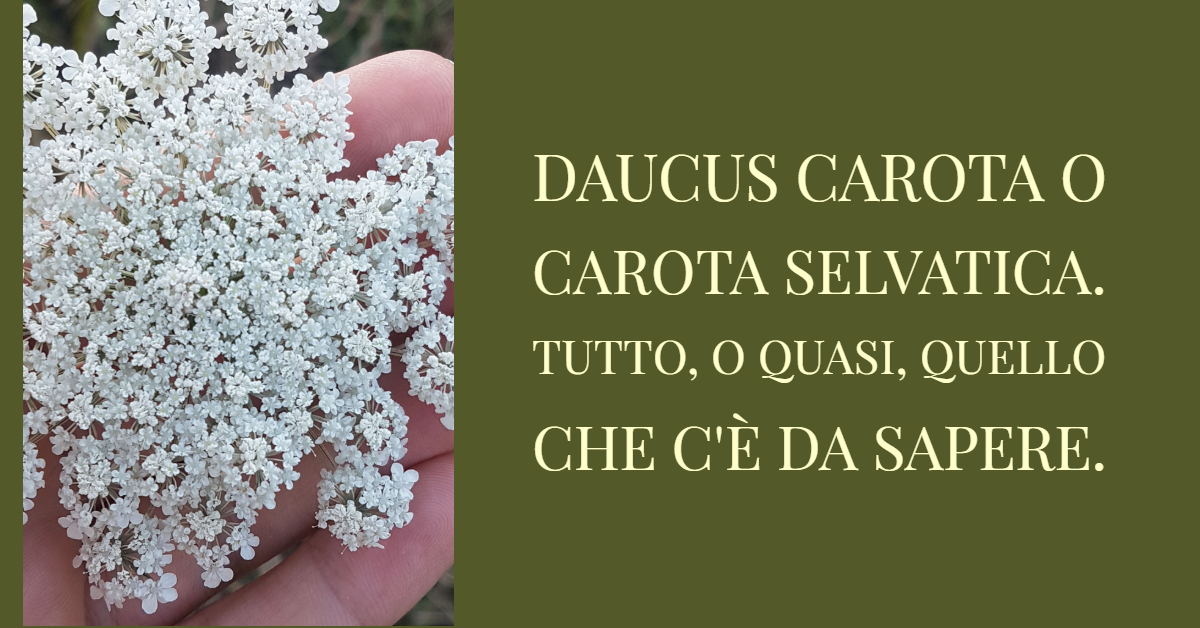 Daucus Carota o Carota Selvatica. Tutto quello che c’è da sapere