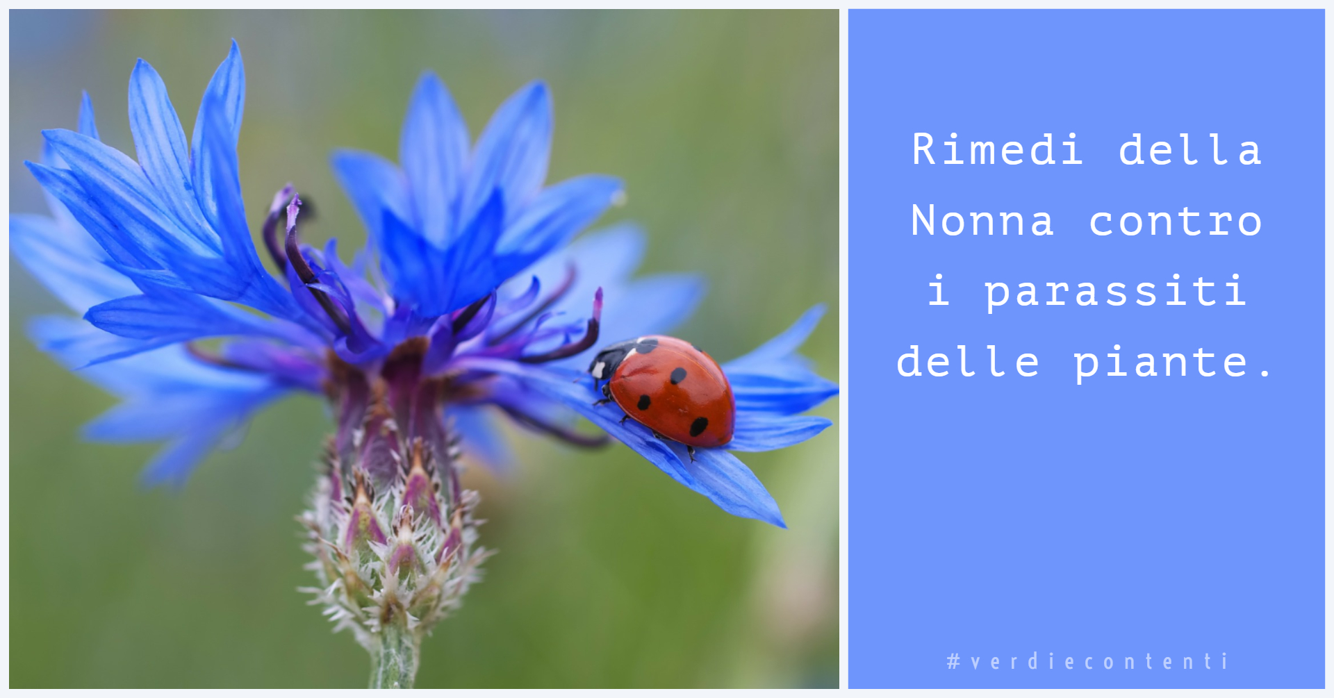 Come combattere cocciniglia e afidi con rimedi naturali.