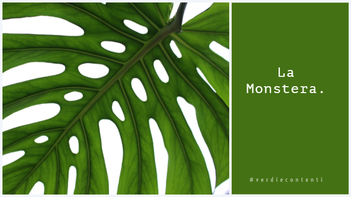 Parliamo della Monstera