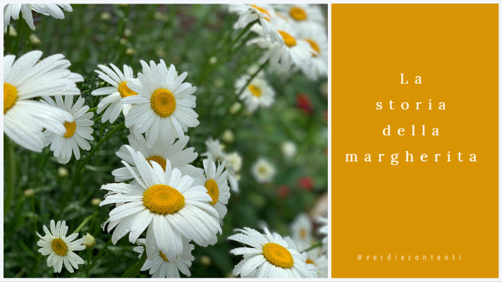 La storia della margherita (bellis perennis)