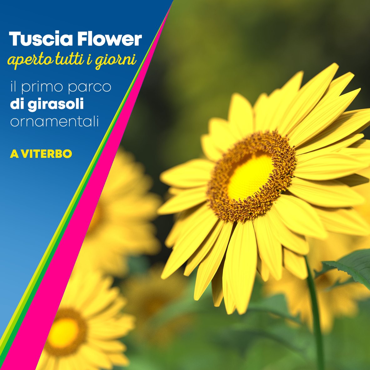 TUSCIA FLOWER APRE A VITERBO IL PRIMO PARCO DI GIRASOLI