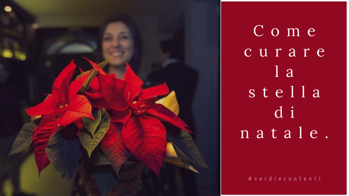 Come curare la stella di natale.