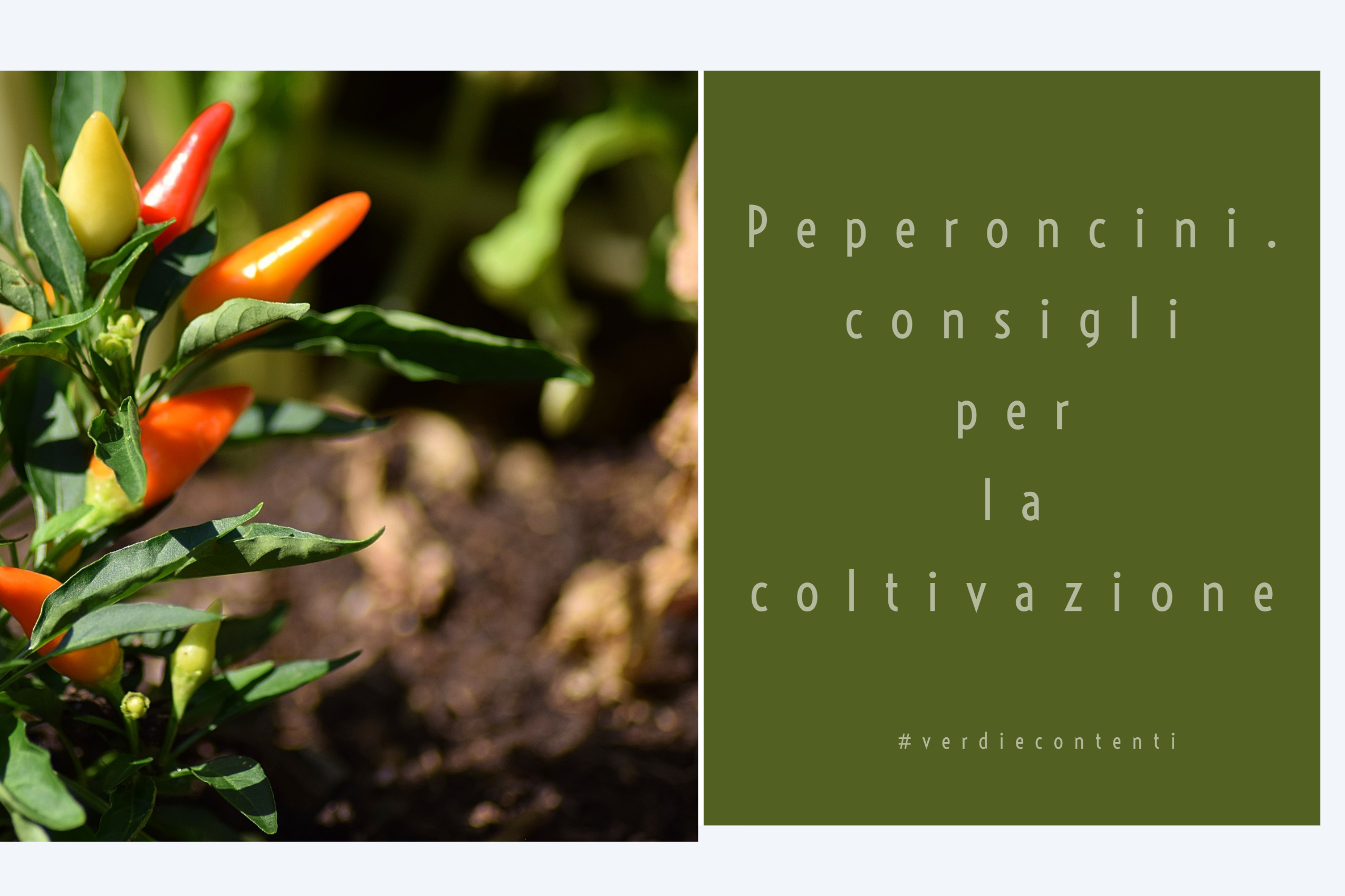 Peperoncini, consigli per la coltivazione!