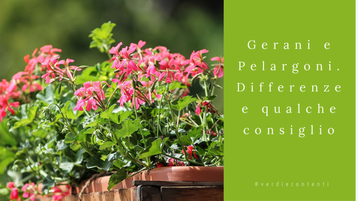 Gerani e Pelargoni…