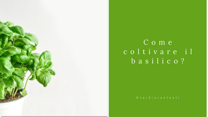 Come coltivare il basilico?Come raccoglierlo?