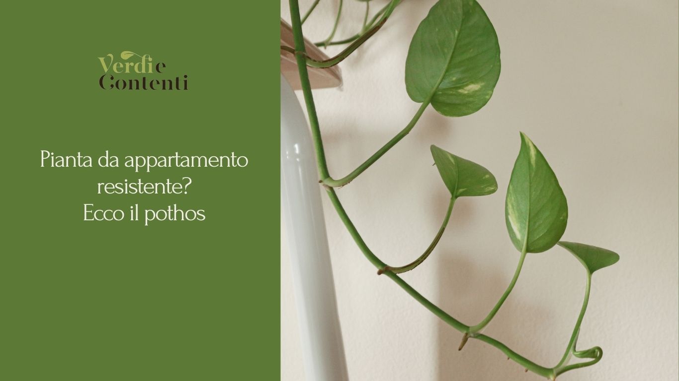 Pianta da appartamento resistente ecco il pothos