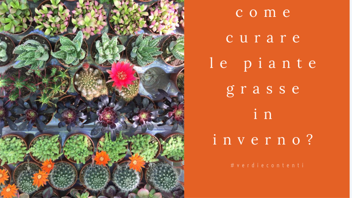 Come Curare le piante grasse in autunno/inverno?