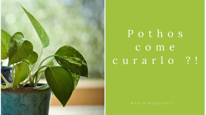 Pothos…come curarlo?