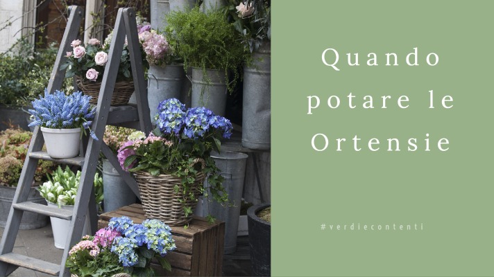 Ortensie: quando potarle per una fioritura spettacolare