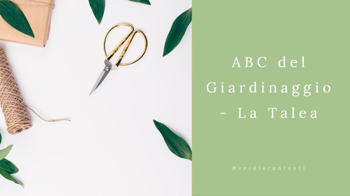 Come fare una talea? – abc del giardinaggio