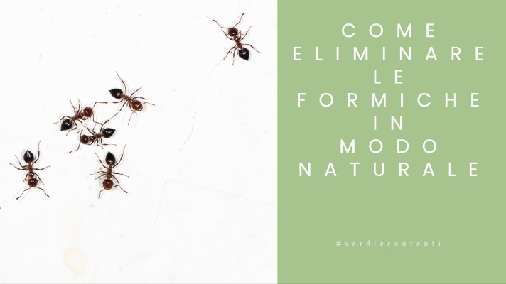 Come eliminare le formiche in modo naturale?