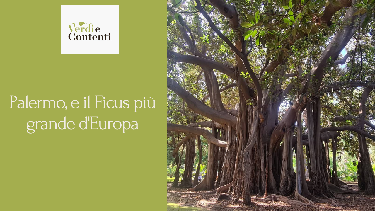 Palermo, e il Ficus più grande d’Europa