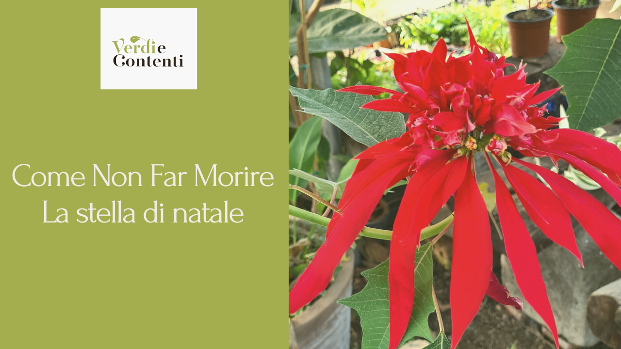 Come Non Far Morire La Stella di Natale 