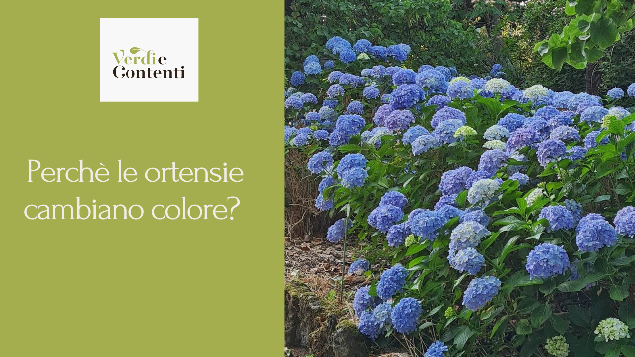 Perché le ortensie cambiano colore?