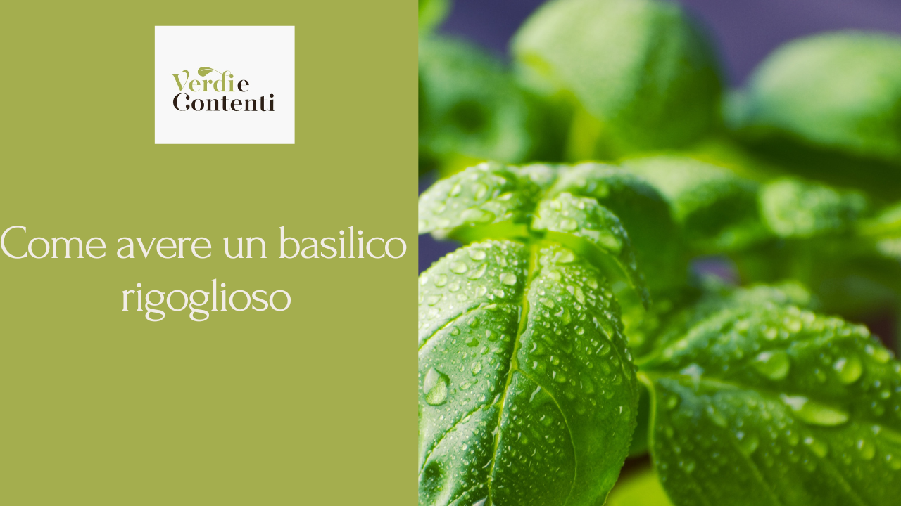 Consigli per un basilico rigoglioso sul nostro balcone.