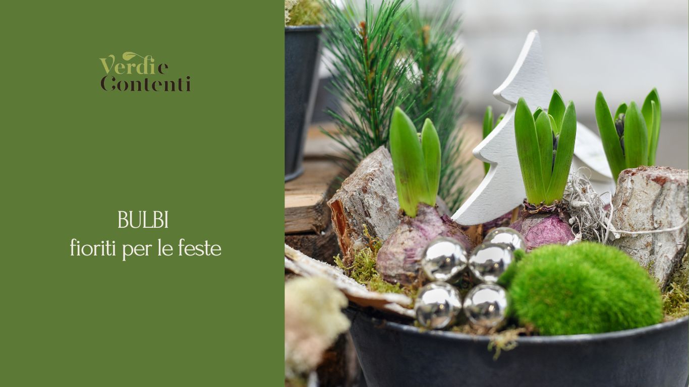 Bulbi fioriti a Natale. Come forzare le fioriture