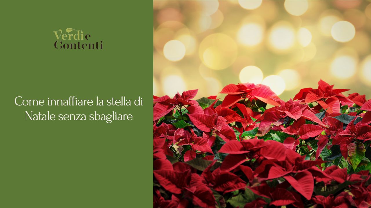 Come Non Far Morire La Stella di Natale « Verdi e Contenti