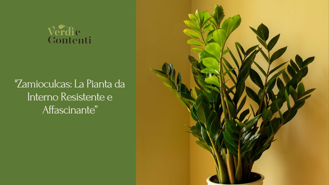 Zamioculcas: La Pianta da appartamento Resistente e Affascinante