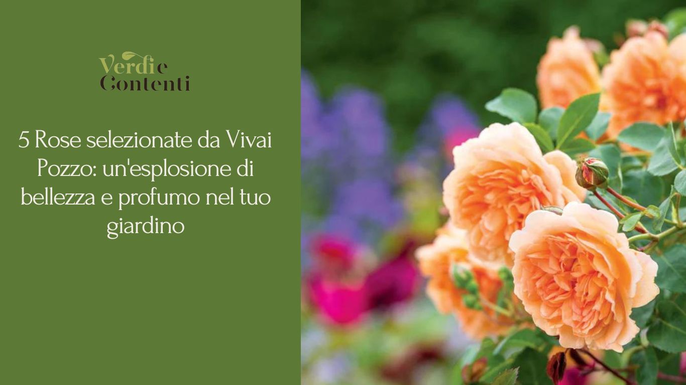 5 Rose selezionate da Vivai Pozzo: un’esplosione di bellezza e profumo nel tuo giardino