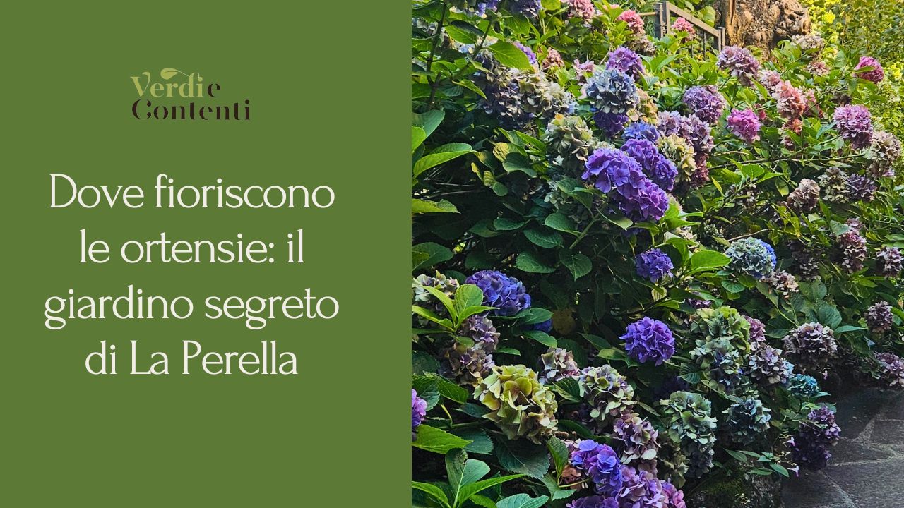 Dove fioriscono le ortensie: il giardino segreto di La Perella