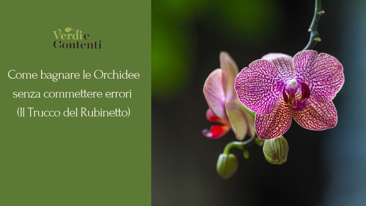 Come bagnare le Orchidee senza commettere errori (Il Trucco del Rubinetto)